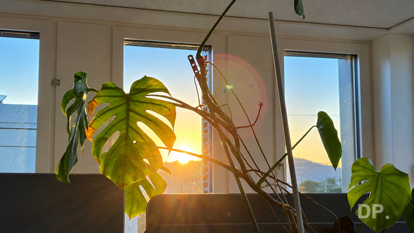 Sunlight filtering through green leaves